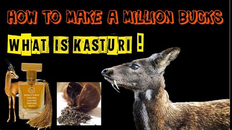 what is kasturi in deer